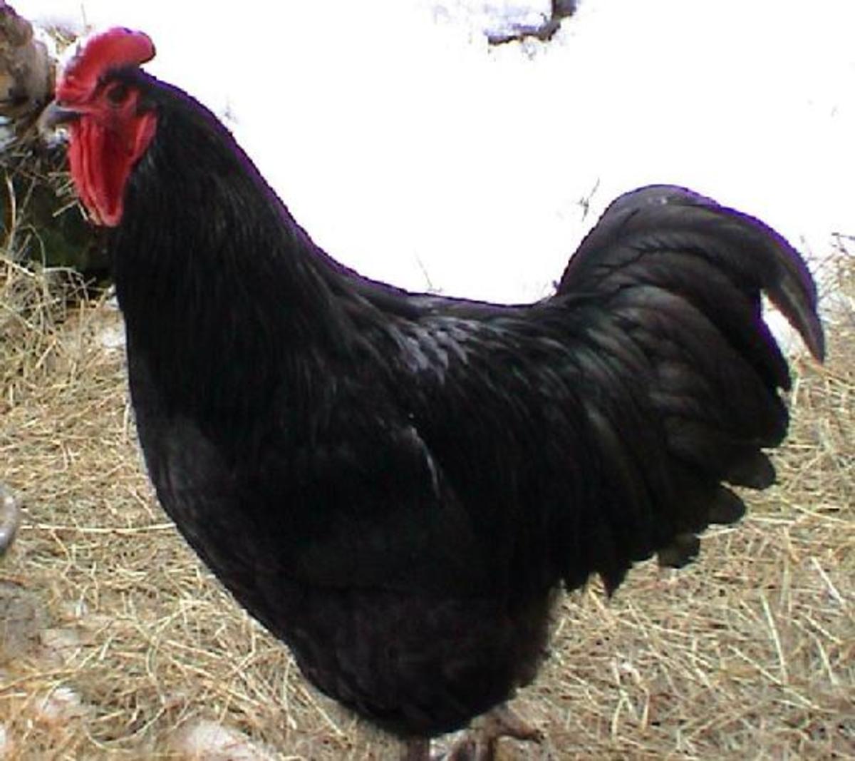 Java Rooster