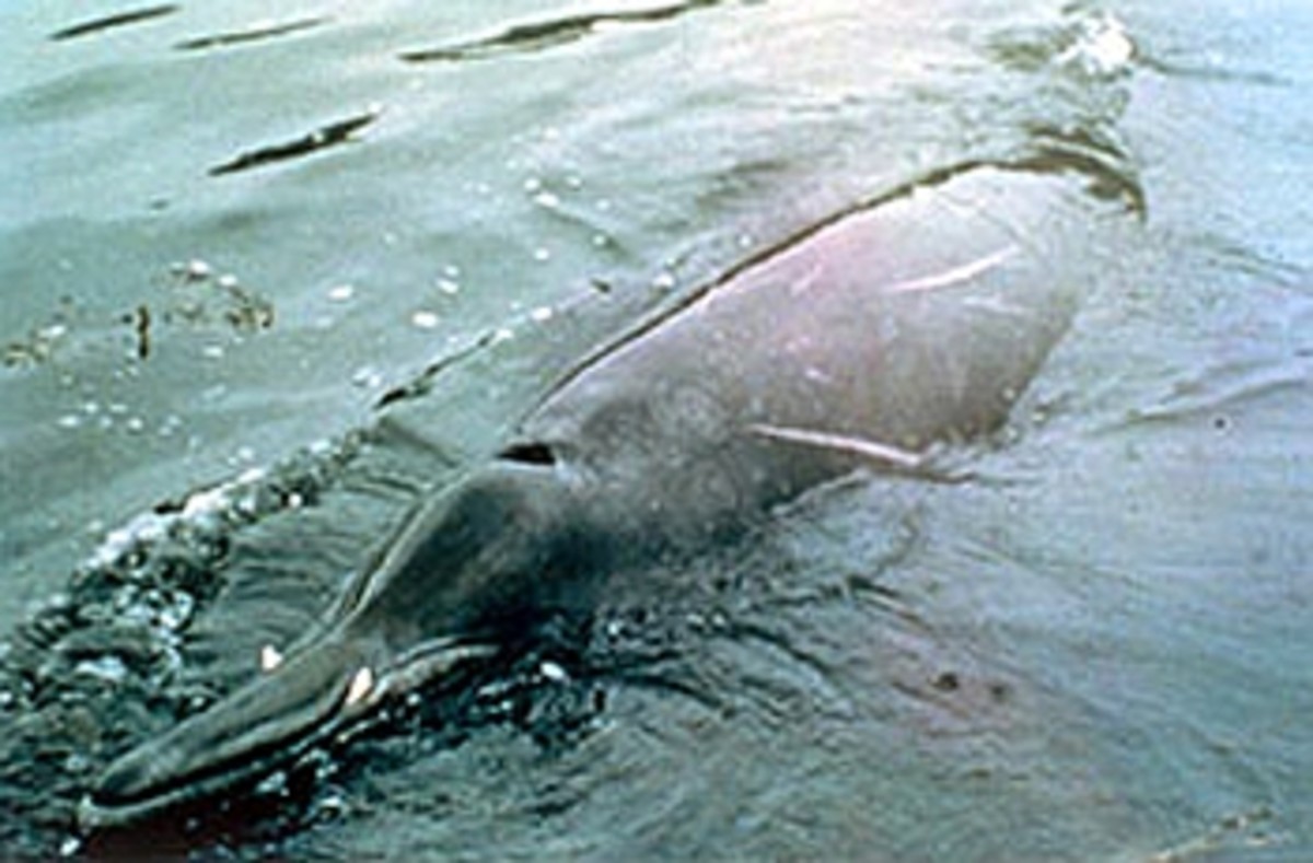 The Differences Between Baleen and Toothed Whales - HubPages