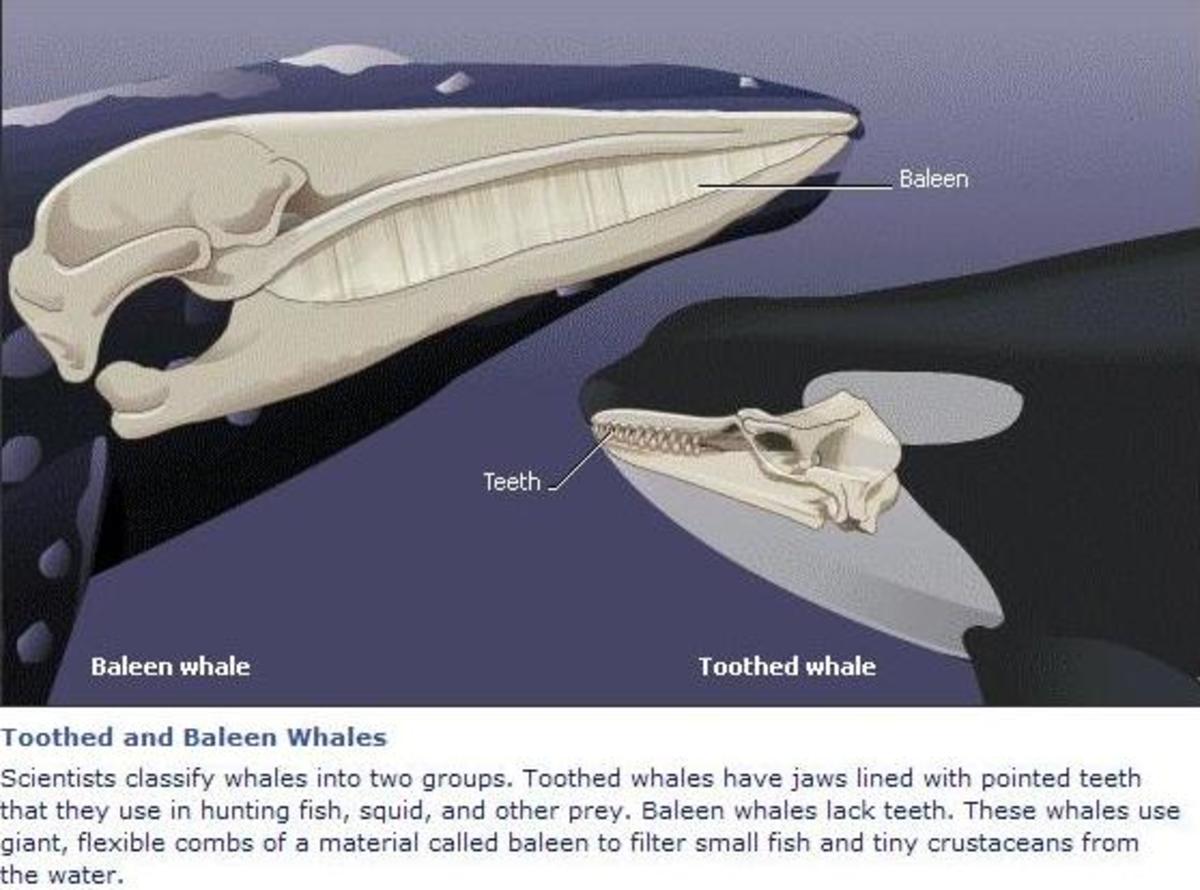 The Differences Between Baleen and Toothed Whales