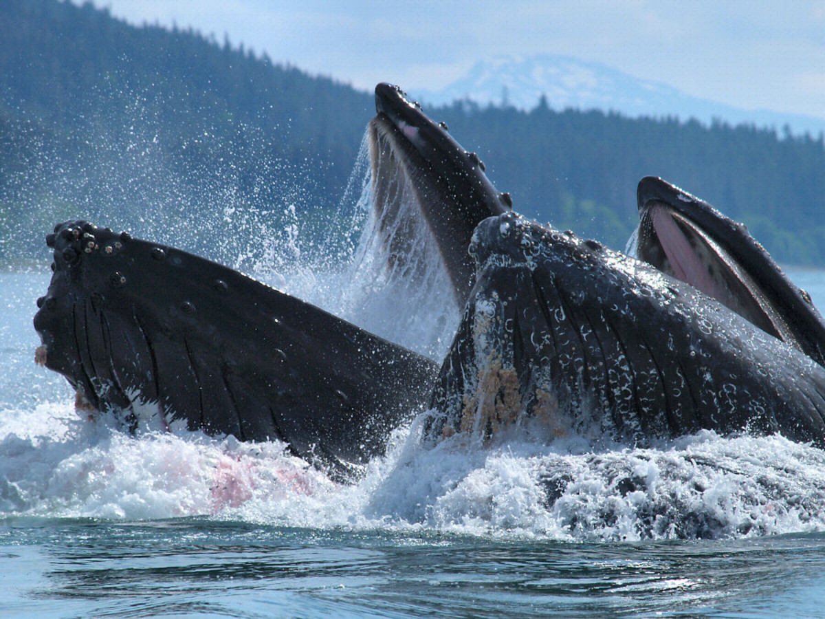 The Differences Between Baleen and Toothed Whales - HubPages