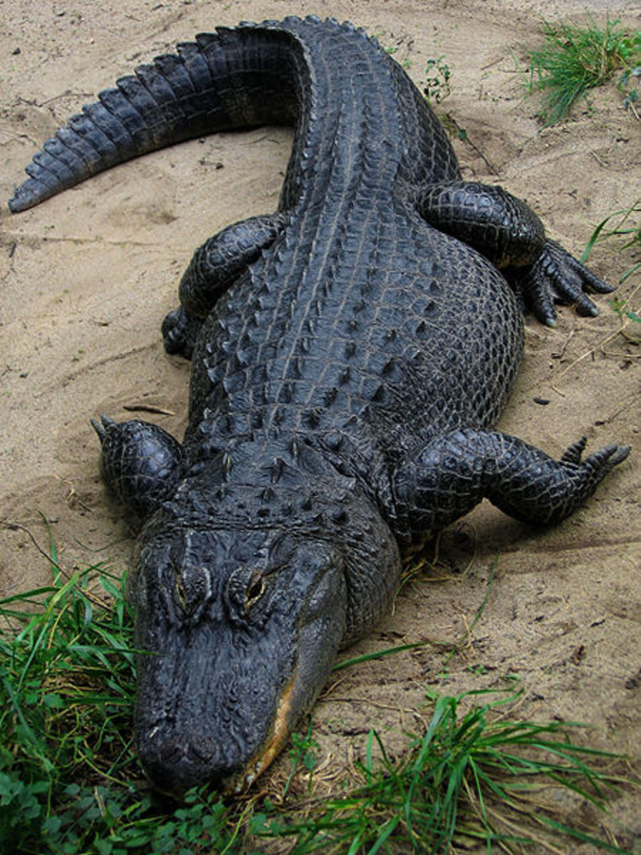 Dangerous Beasts - Alligator