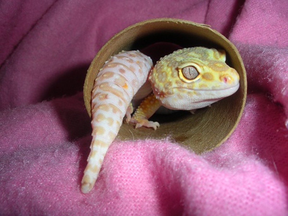 Is a leopard gecko the right pet for you?