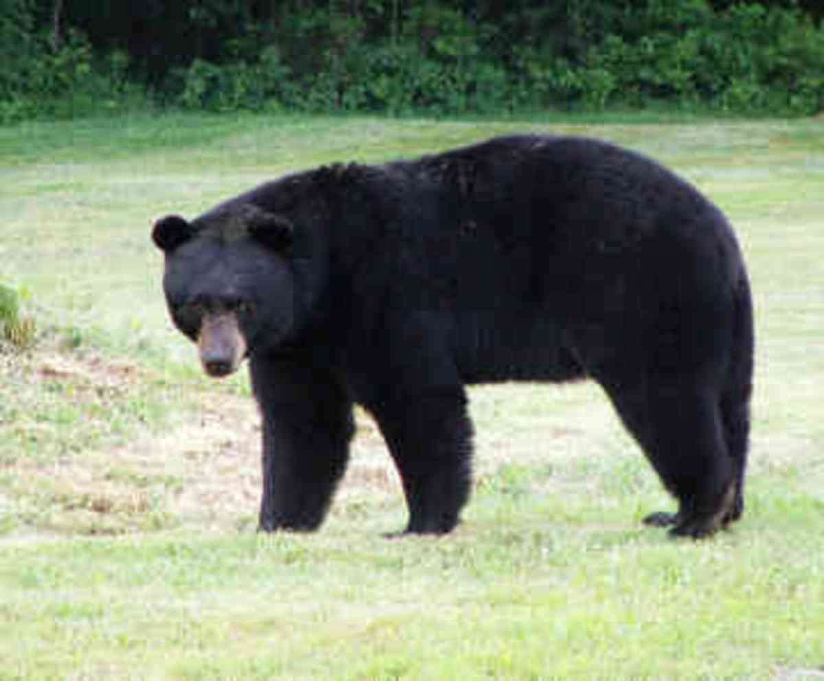 the-black-bear