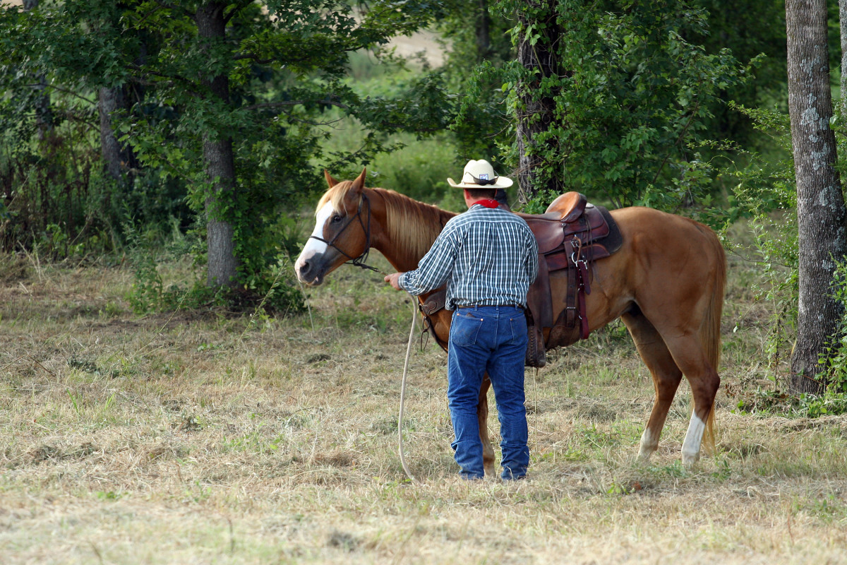 Best Horse Breeds for Kids - HubPages