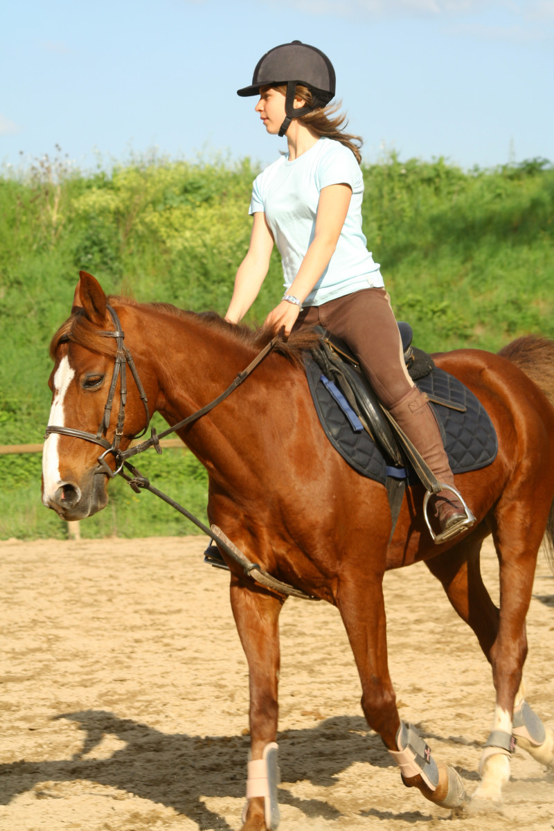 Best Horse Breeds for Kids HubPages