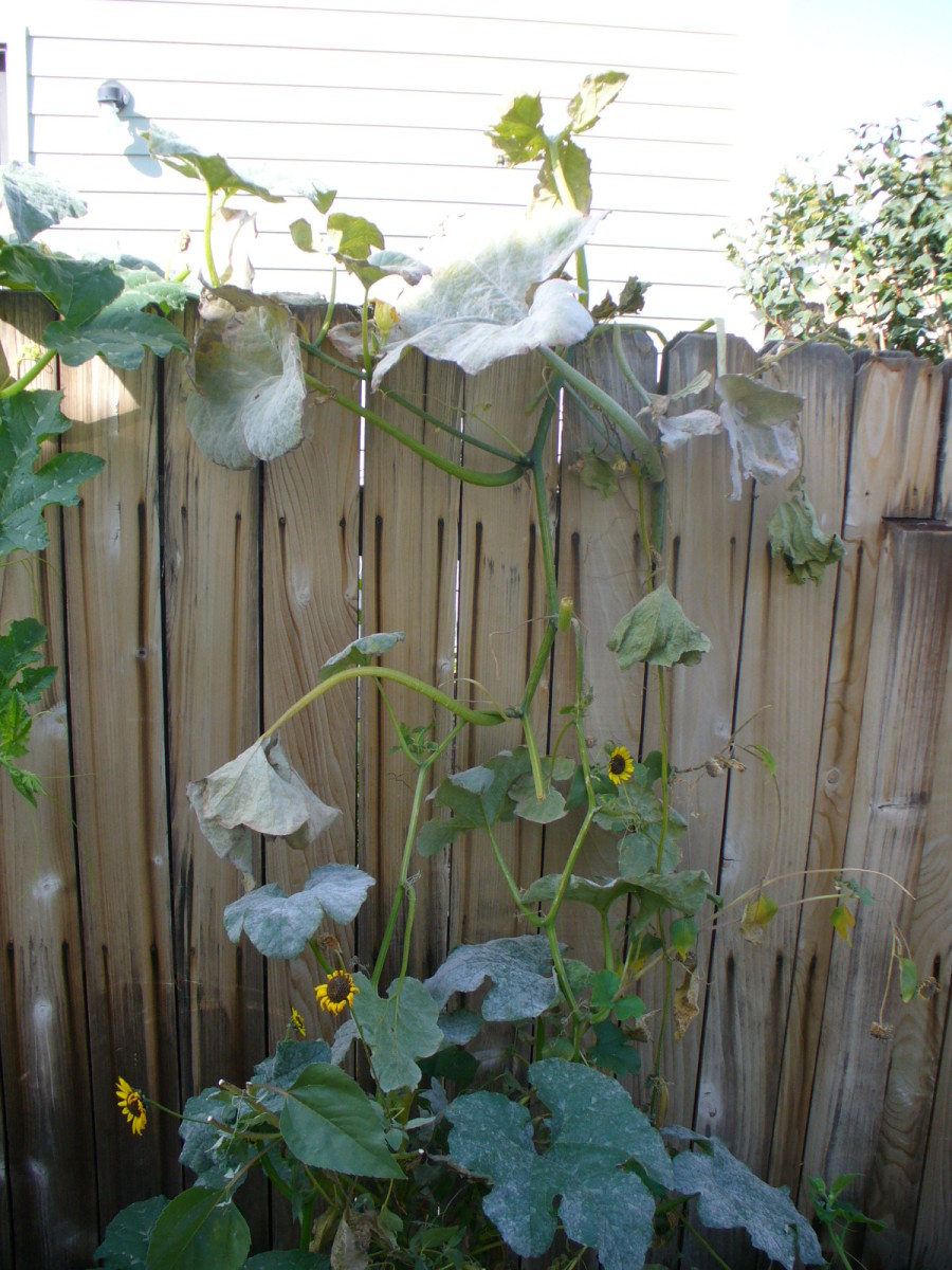 The site of the crime scene. Growing over the neighbor's fence.