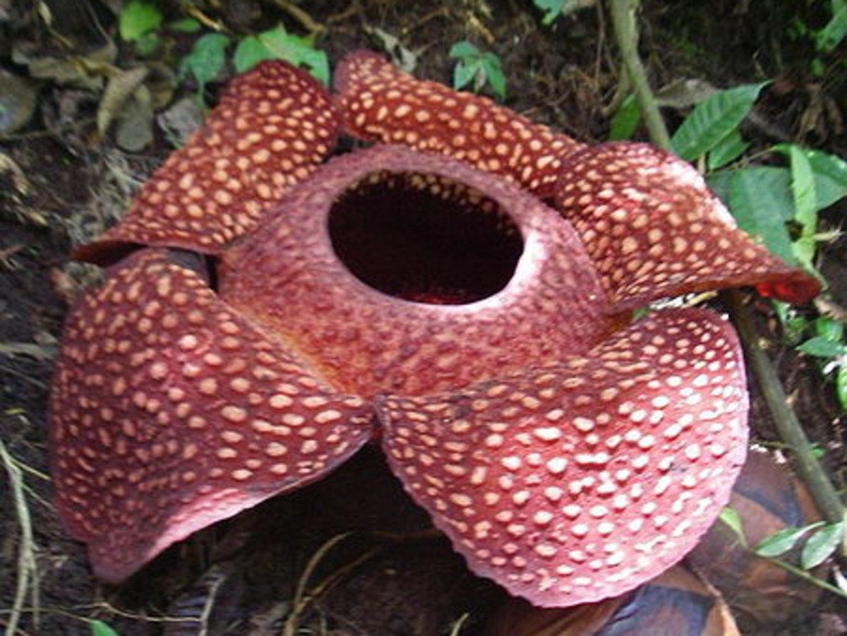 The Rafflesia Plant - The Largest Carnivorous Flower in the World