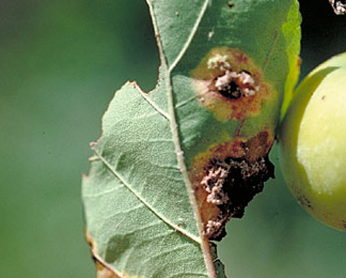 common-diseases-of-crabapple-trees