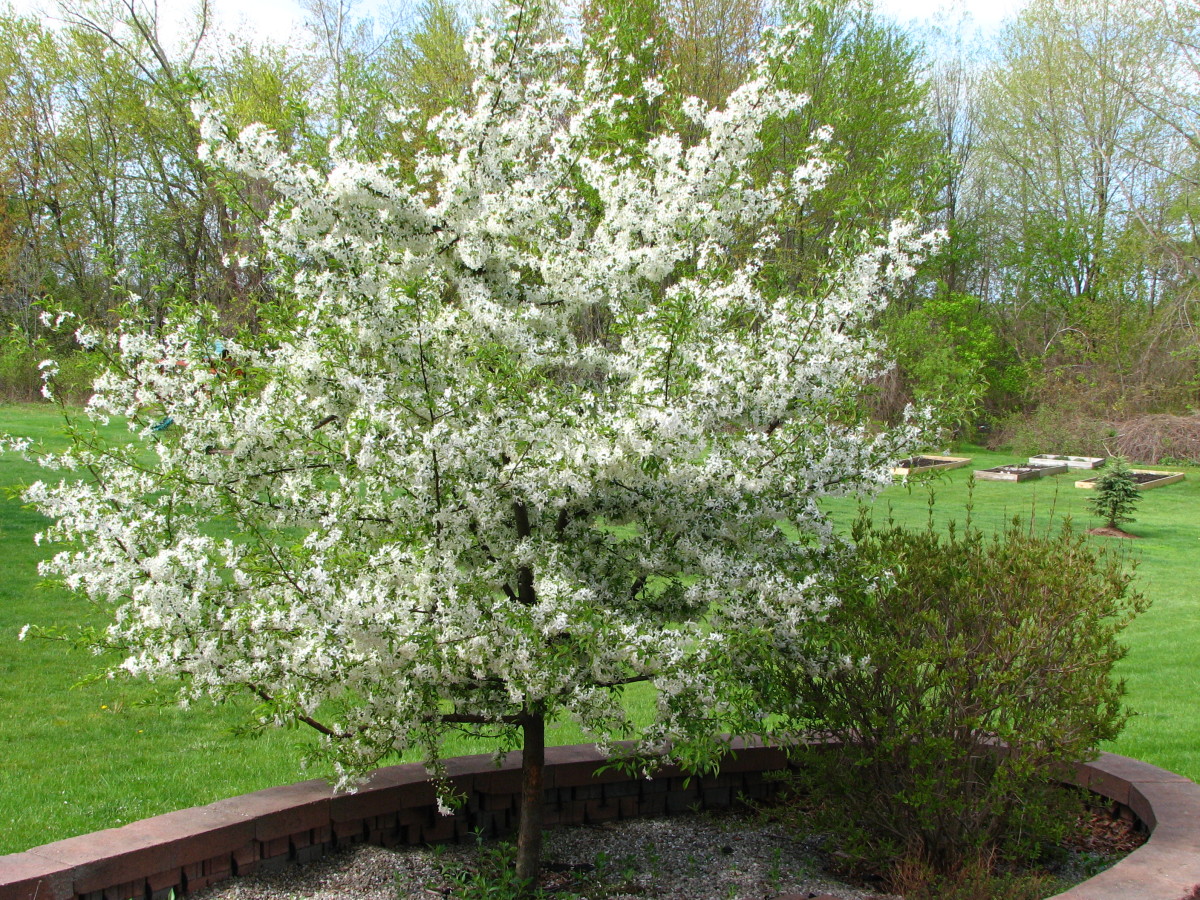 4 Common Crabapple Tree Diseases (With Pictures)