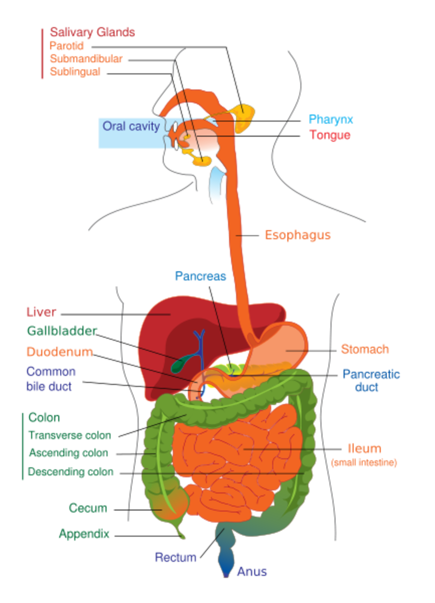 Human Digestive System. Image Credit:Mariana Ruiz + LadyofHats Via Wikimedia Commons