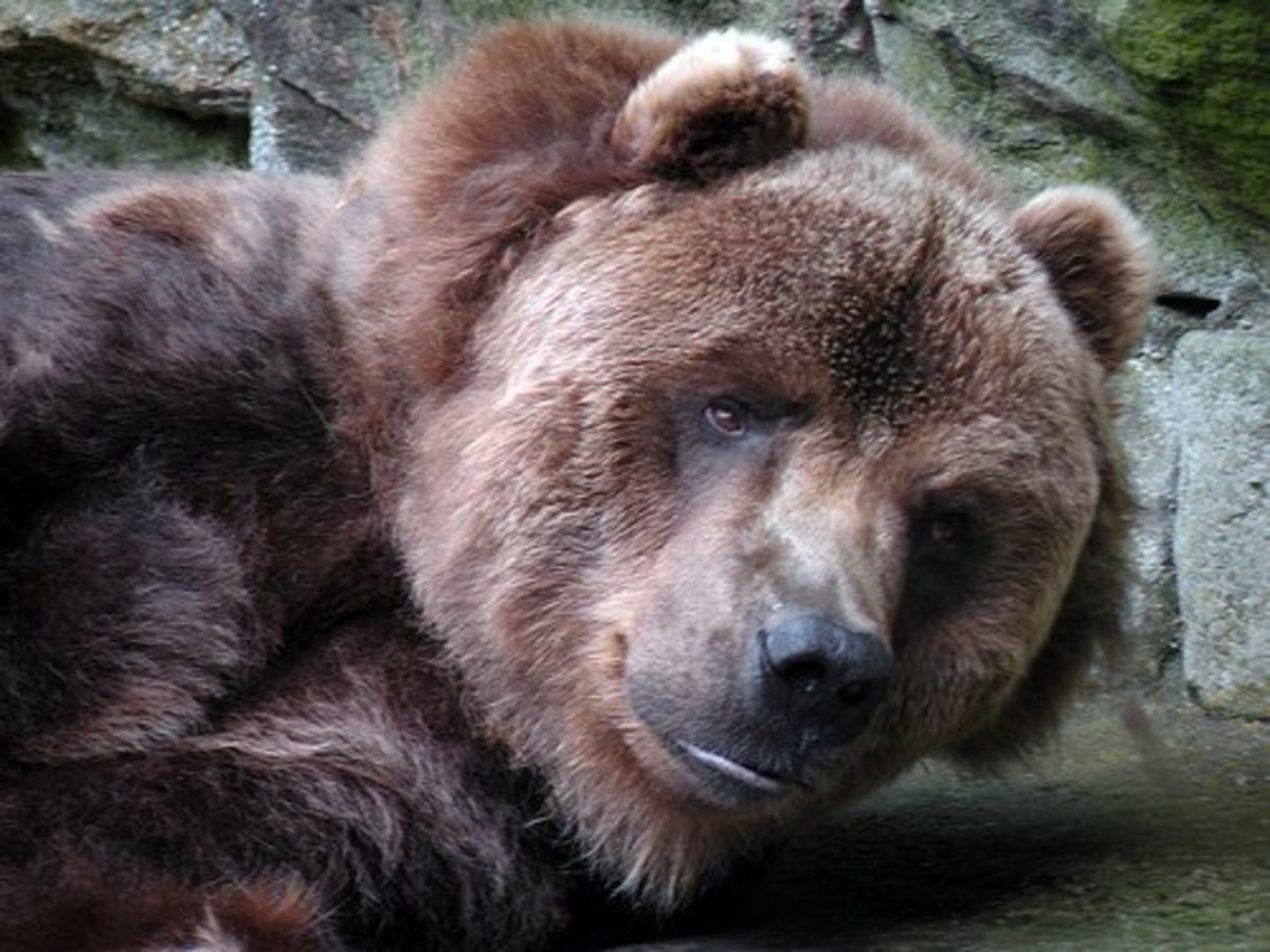 the-kodiak-bear-americas-largest-bear
