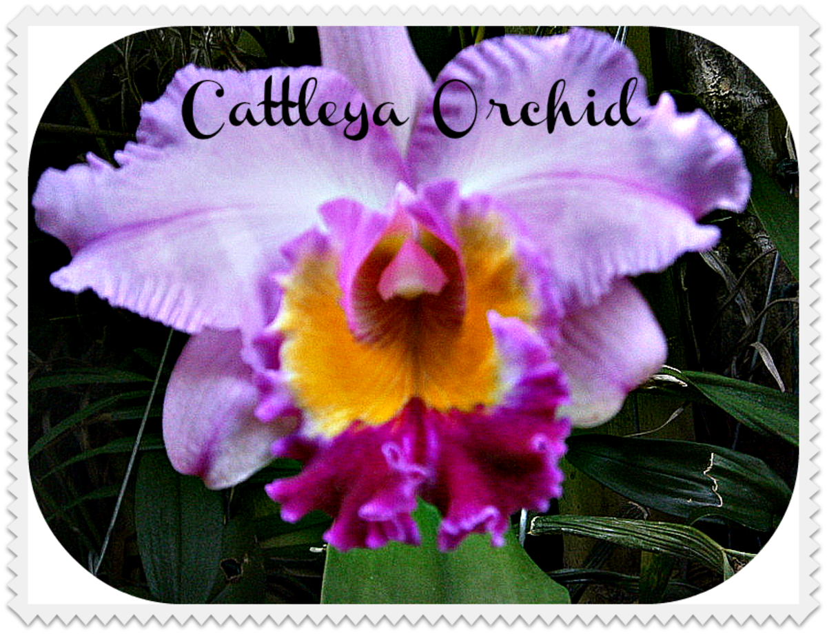My Cattleya Orchid:  Amazing Photos From Bud To Full Bloom