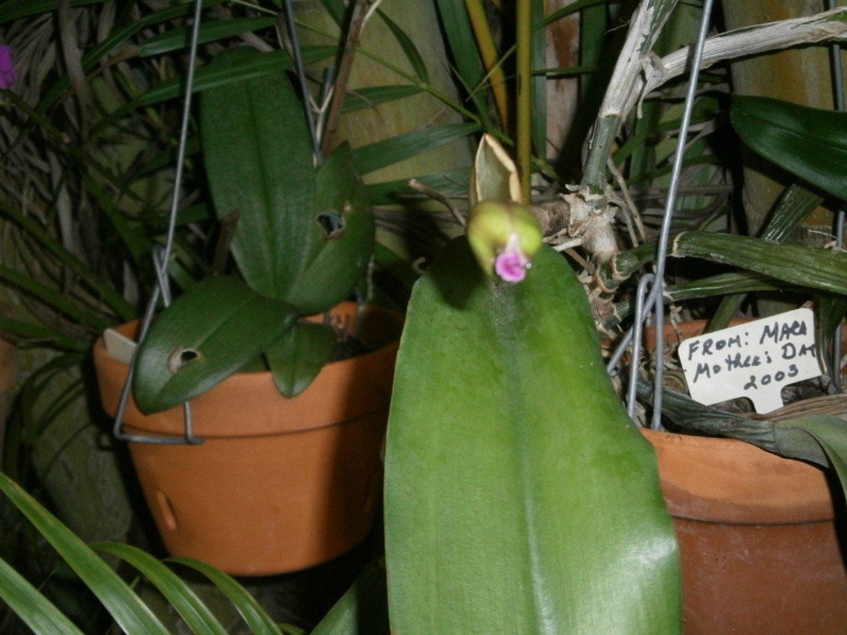 my-cattleya-orchid-from-bud-to-full-bloom