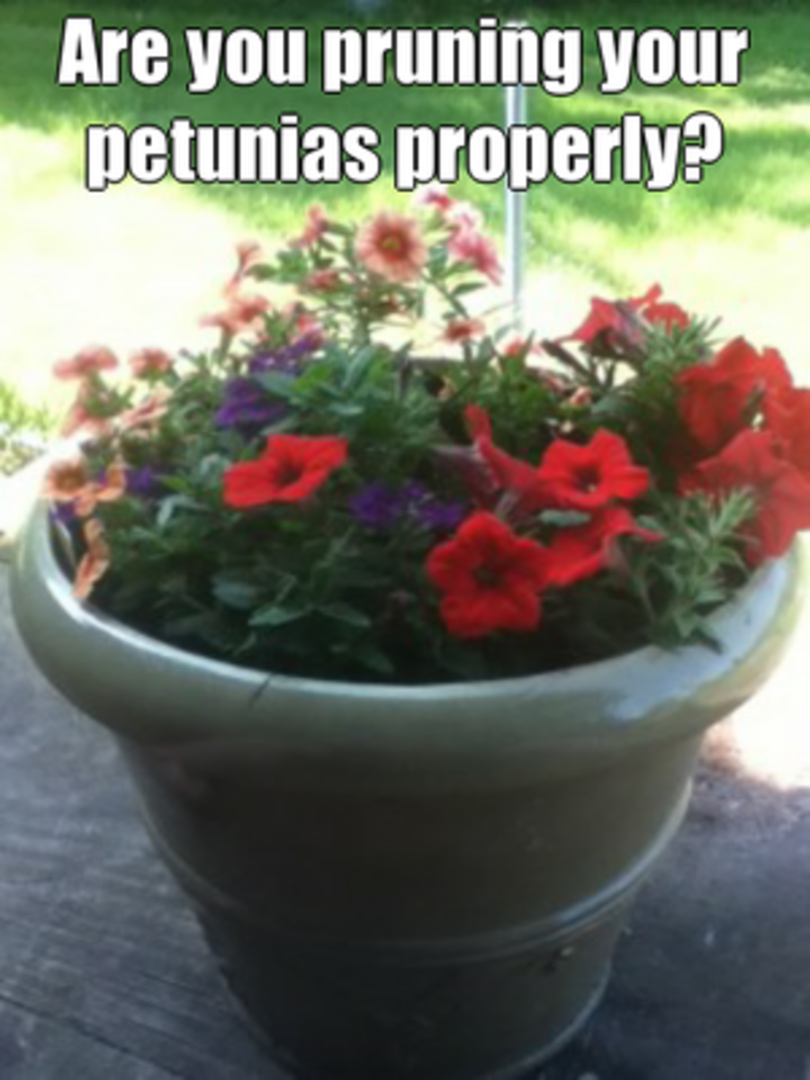 How to Prune Petunias HubPages