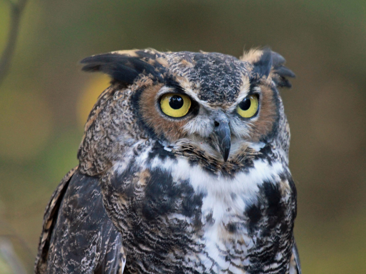 The Great Horned Owl