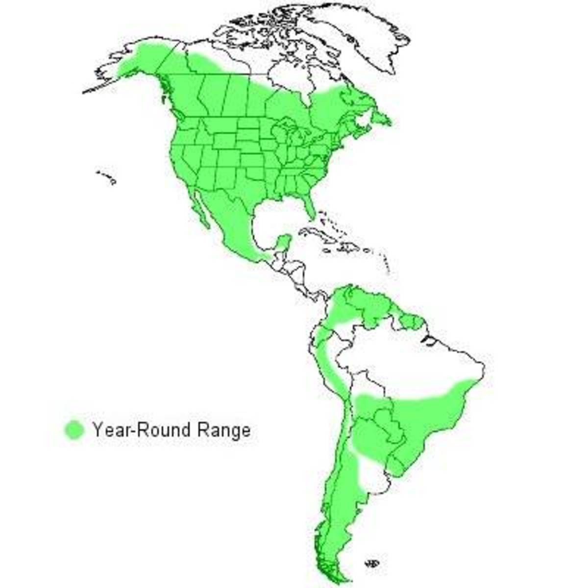 Everything You Wanted to Know About the Great Horned Owl - Owlcation