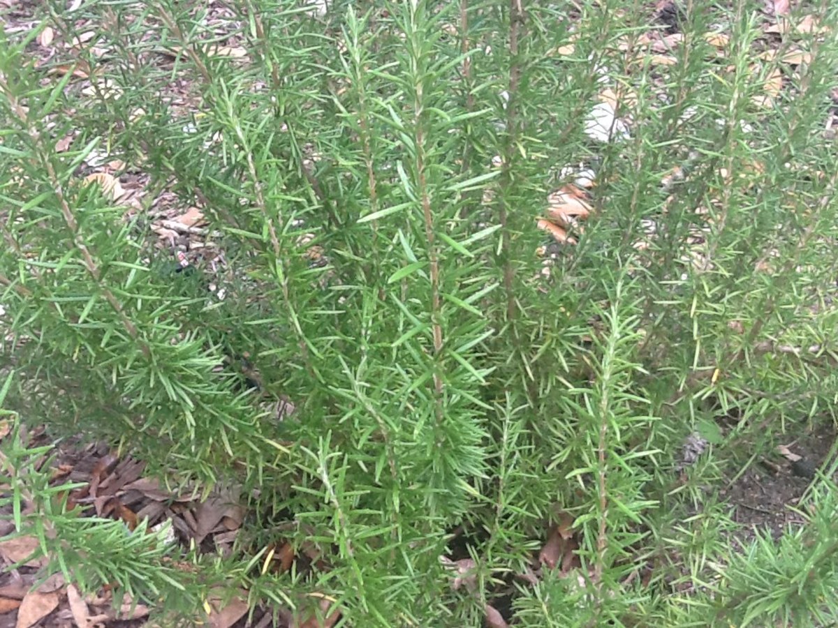 Fresh rosemary in the garden