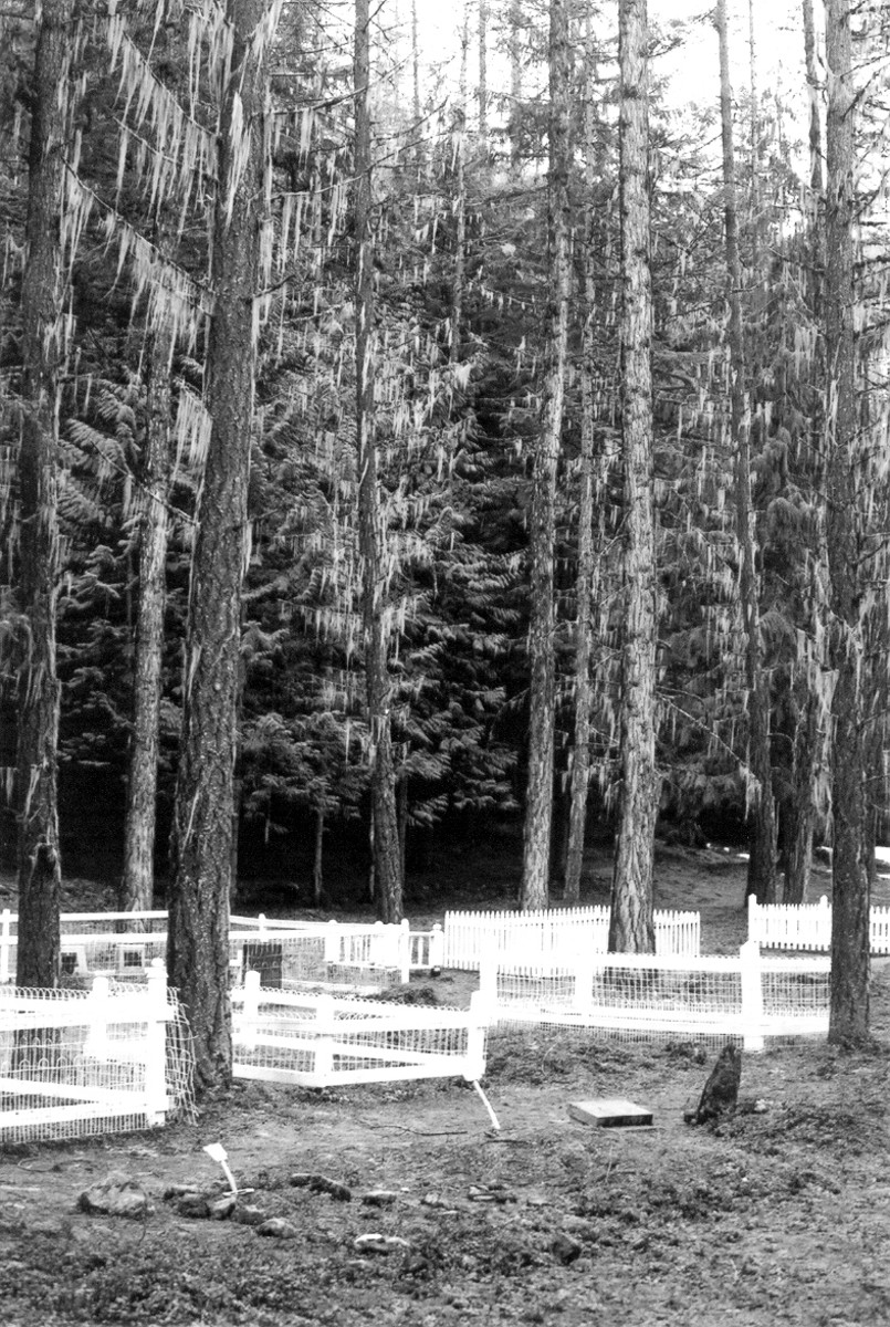 Graveyard in the Forest