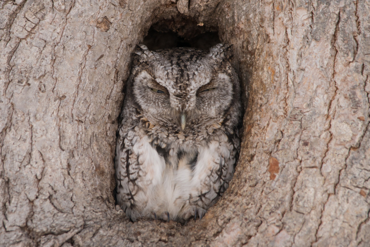 How and Why to Attract Owls to Your Backyard HubPages