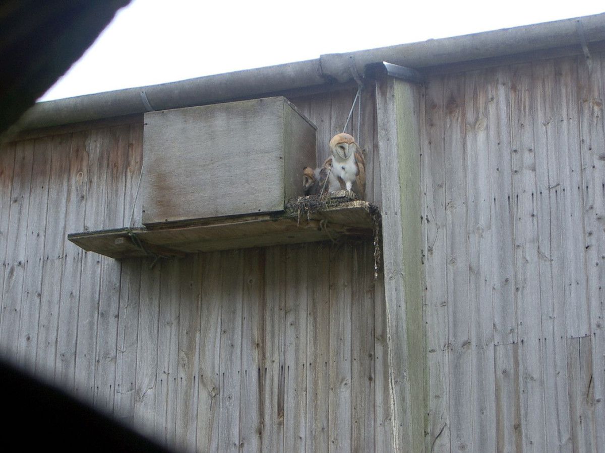 How and Why to Attract Owls to Your Backyard HubPages