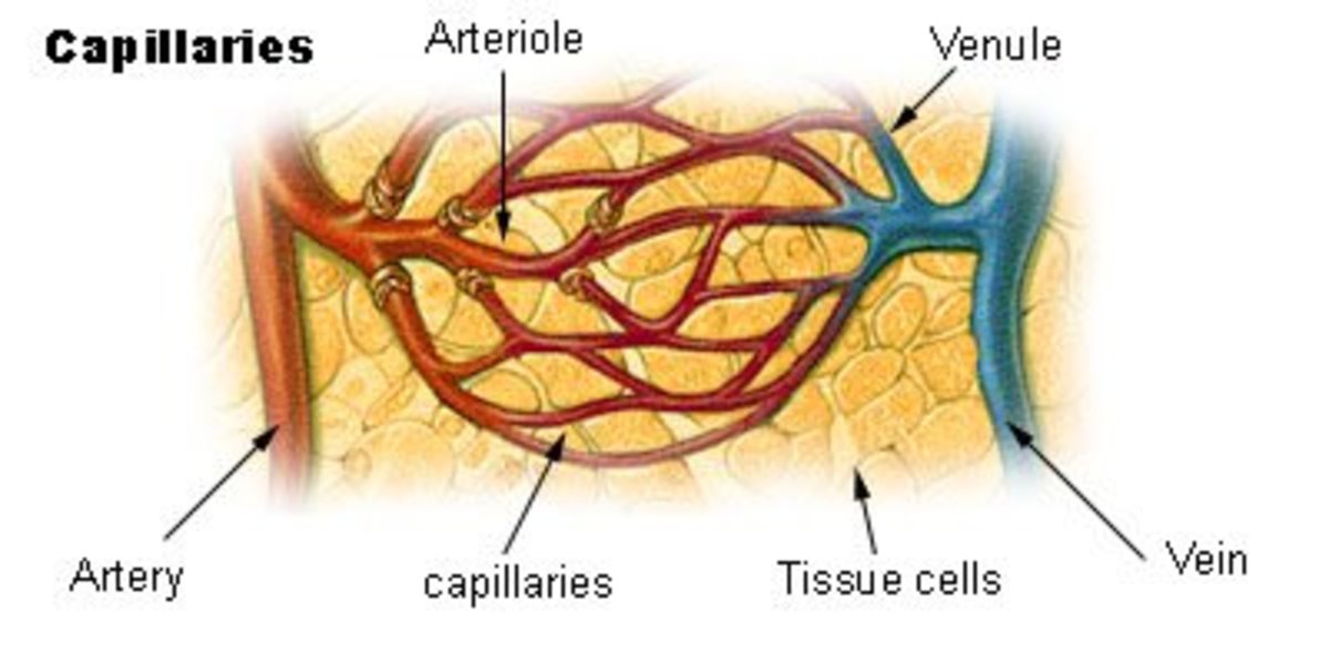Types of blood vessels