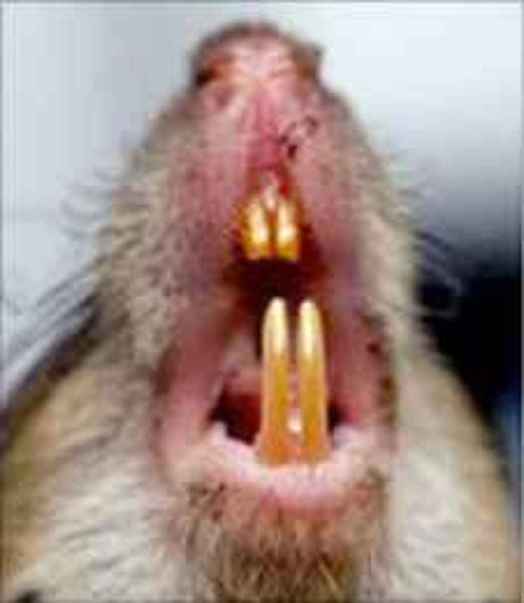 A Rat's Teeth