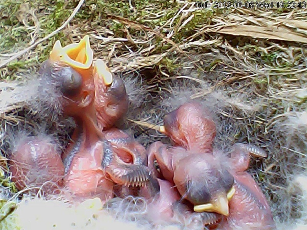 A brood of blue tit chicks in their down and feather-lined nest. The youngsters are fed by both parents and fledge in about 15-23 days.