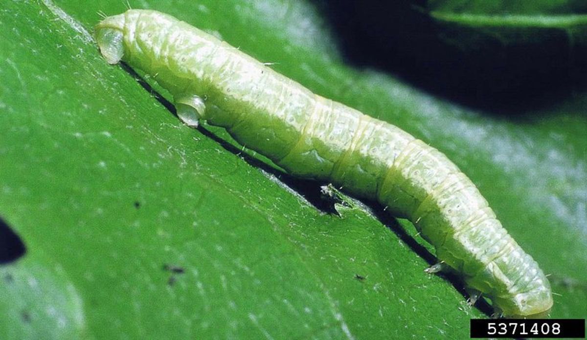 The caterpillar of the Winter moth, which serves as the main food for both the blue and great tit during the breeding season.