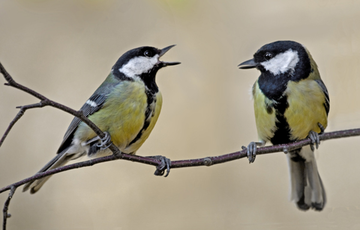 A male (right) and female (left) great tit together- note the difference in the thickness of the breast stripe on both sexes.