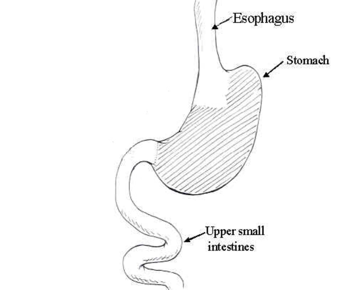 stomachs-different-in-animals