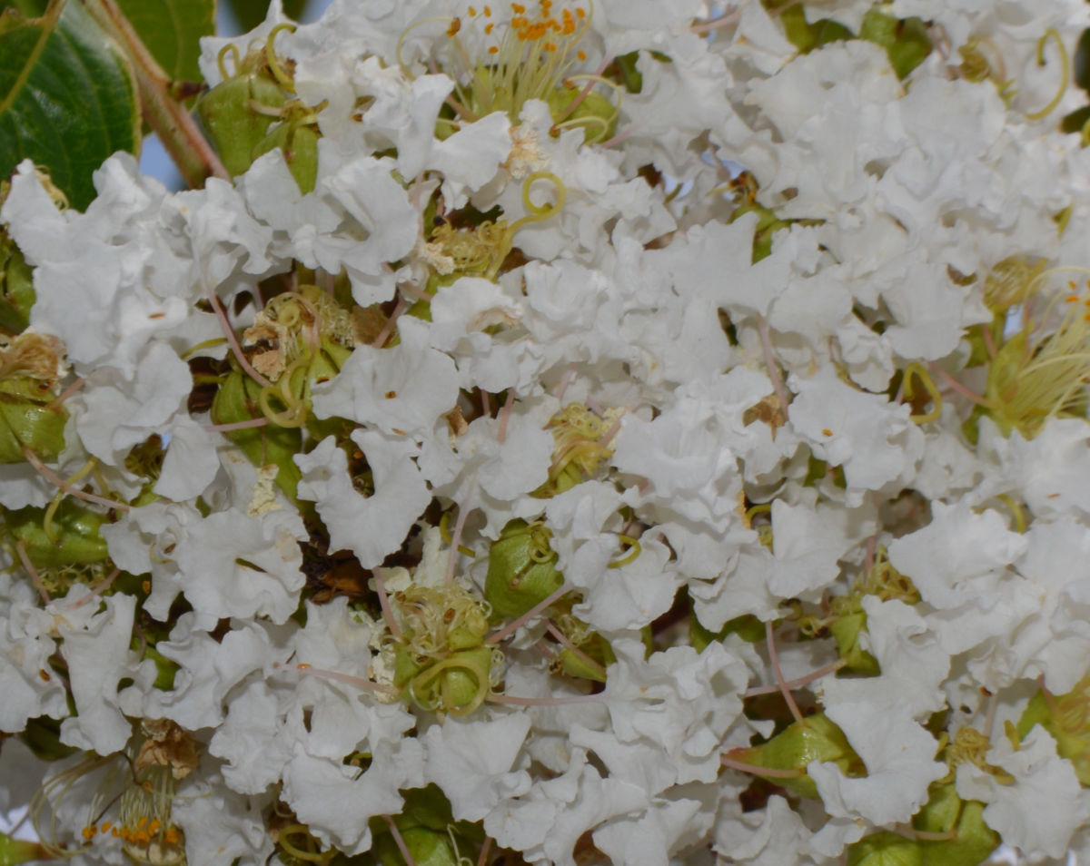 The White Flowers of the Natchez Crepe Myrtle, known for its spreading canopy and beautiful cinnamon-colored peeling bark.