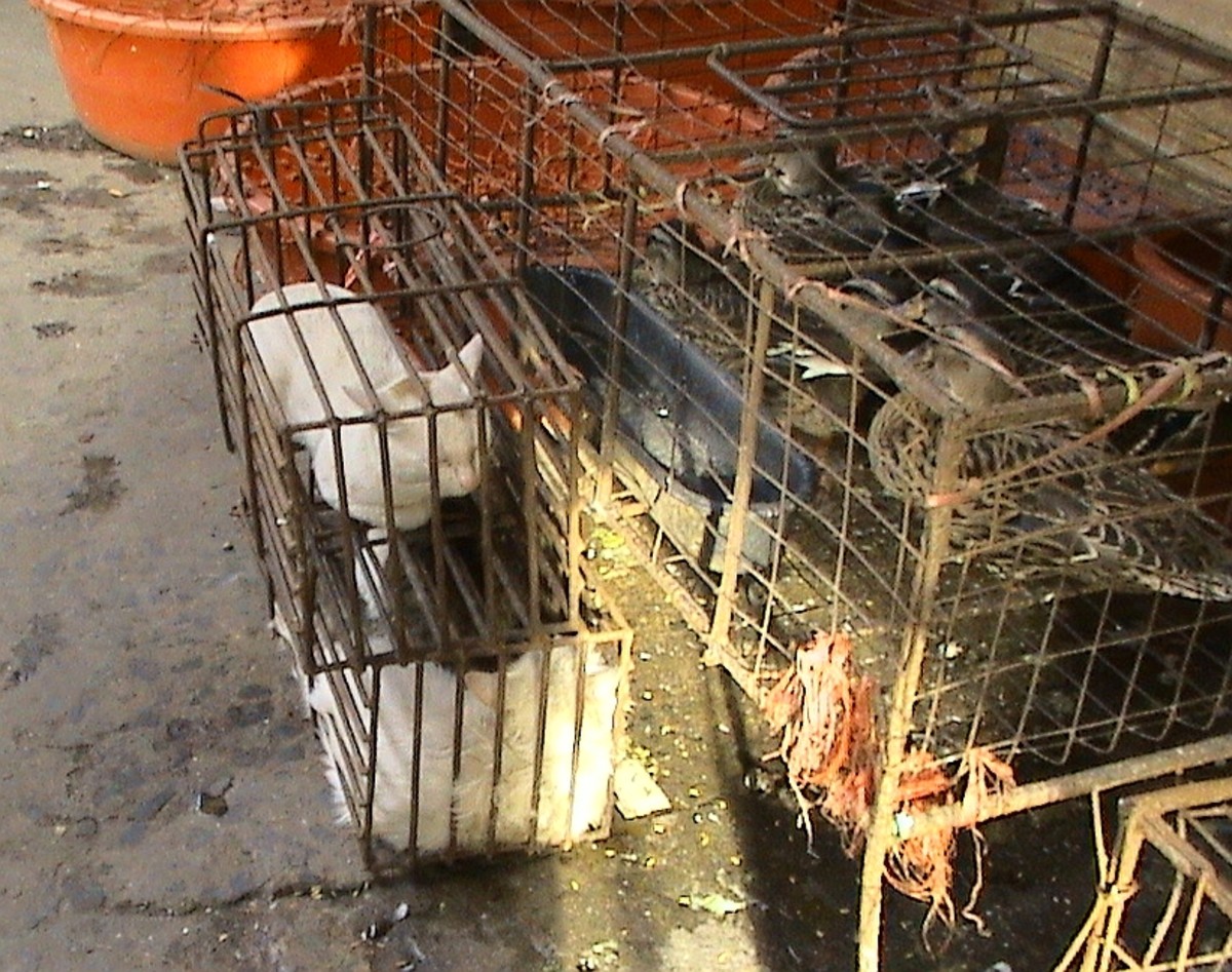 Cats kept before being slaughtered for meat