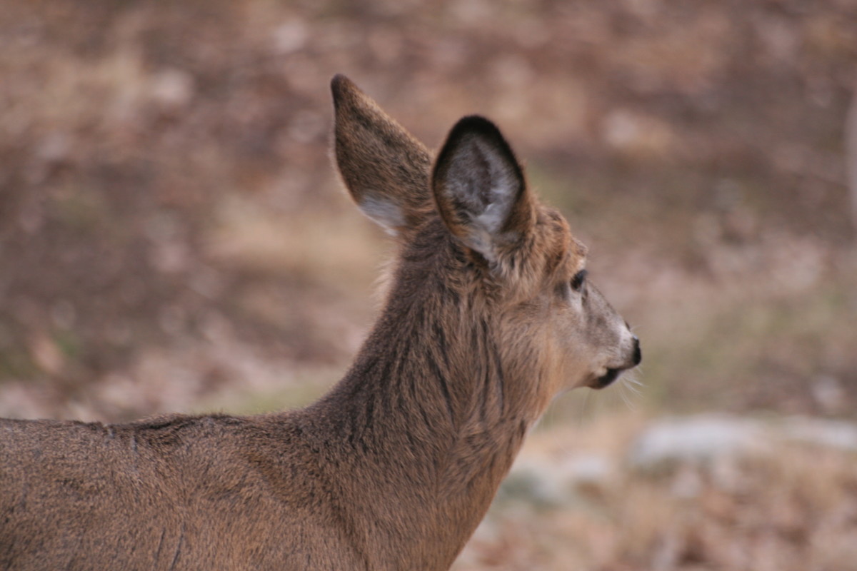 Oklahoma City Zoo--Facts, Exhibits and Photos - HubPages