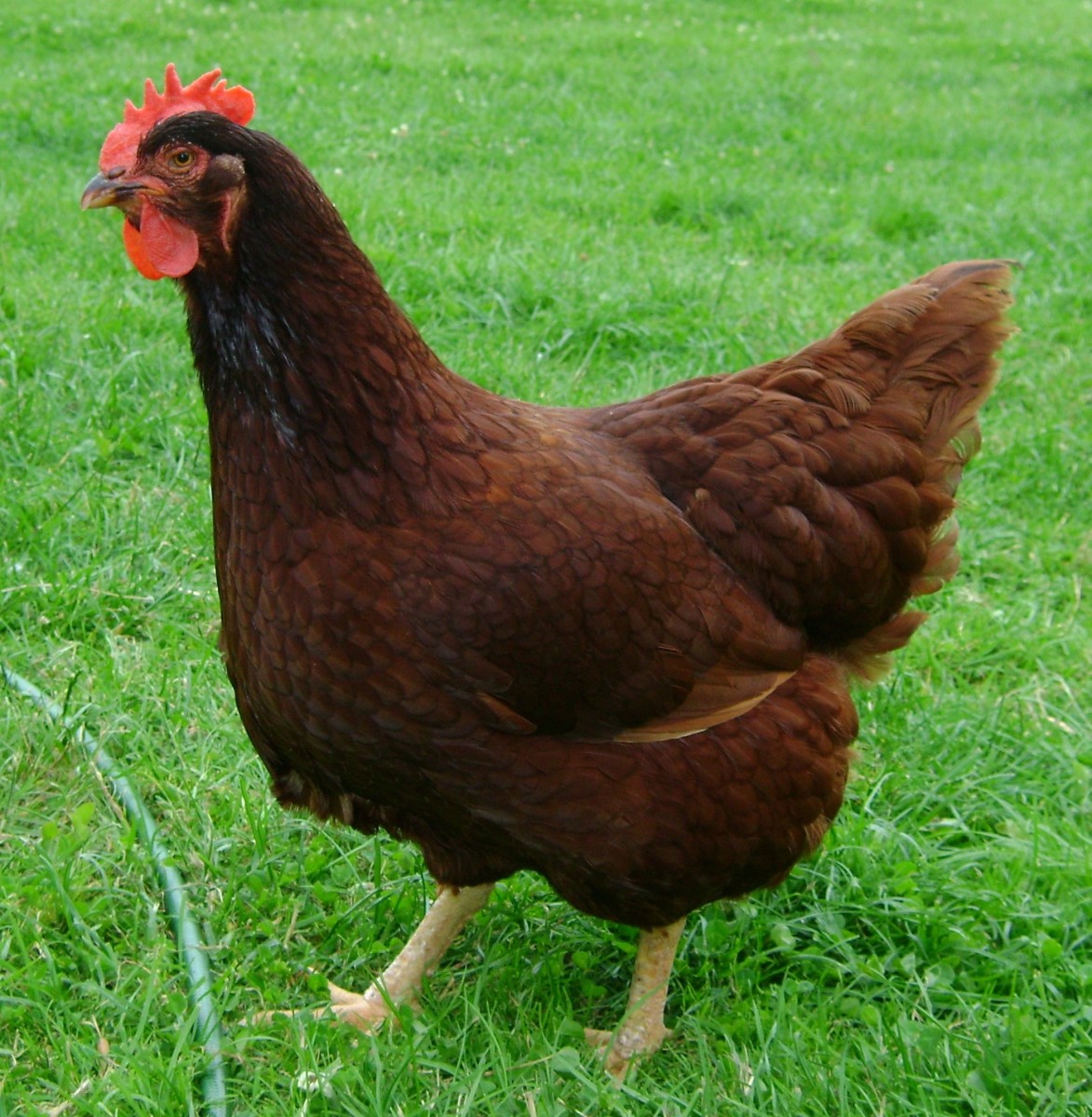 Rhode island red are good as layers as well as meat producers