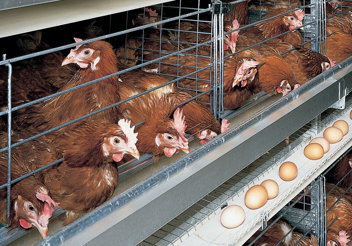 Poultry egg production