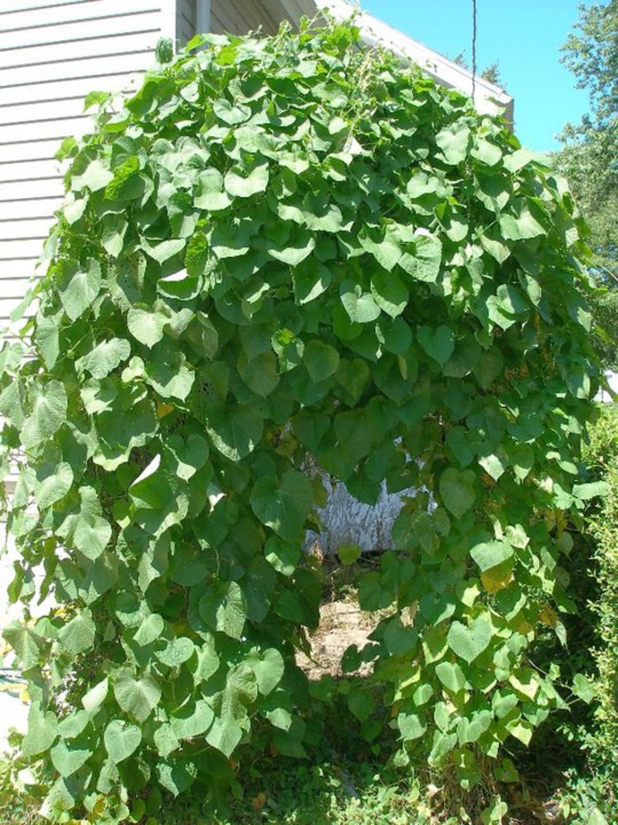 Morning Glory quickly taking over an arbor in July.
