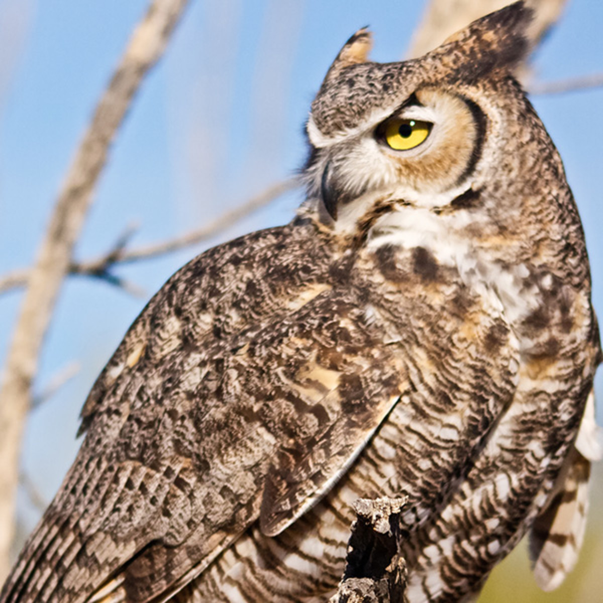 Facts About Great Horned Owls