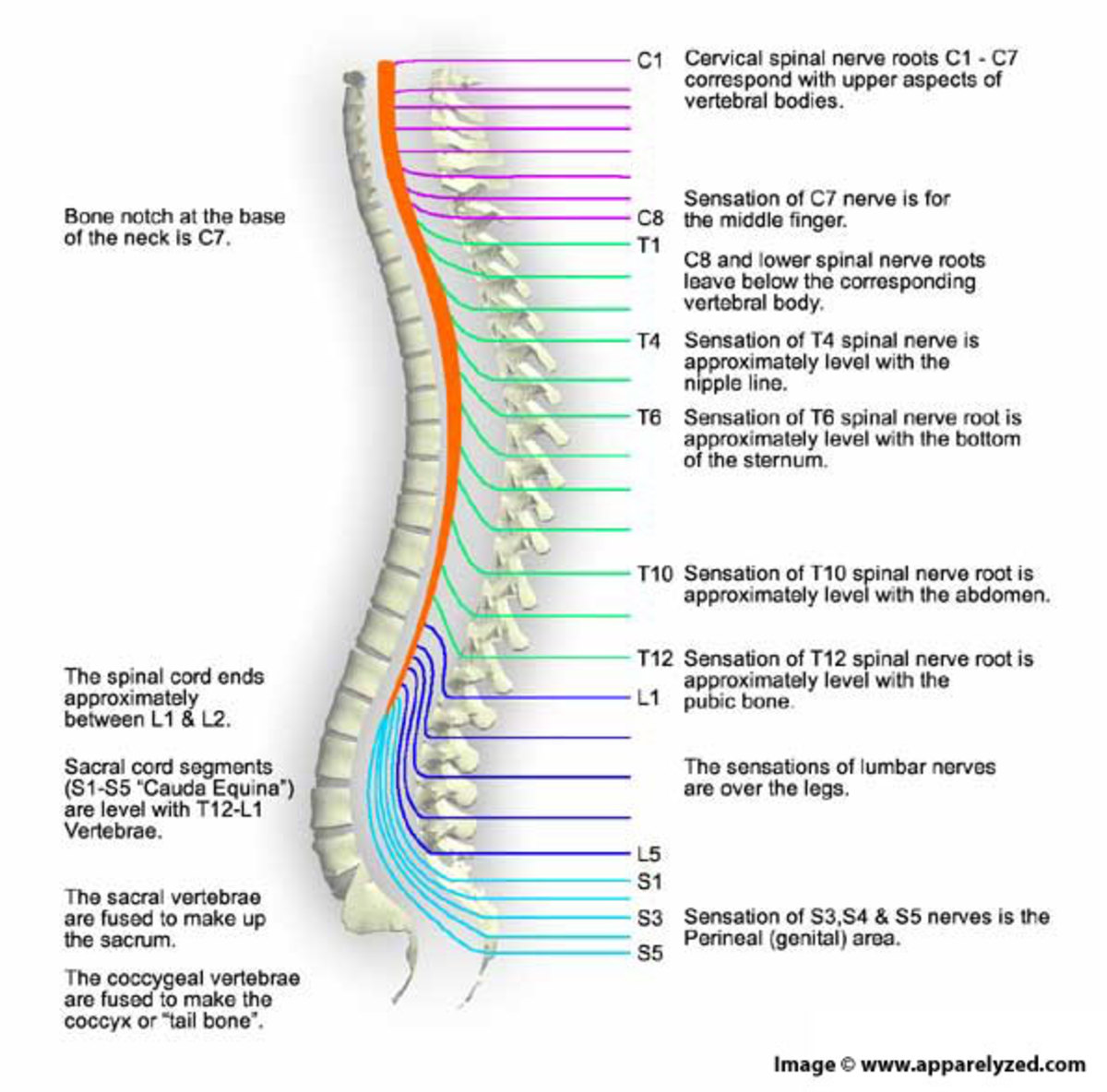 A diagram of spinal nerve roots