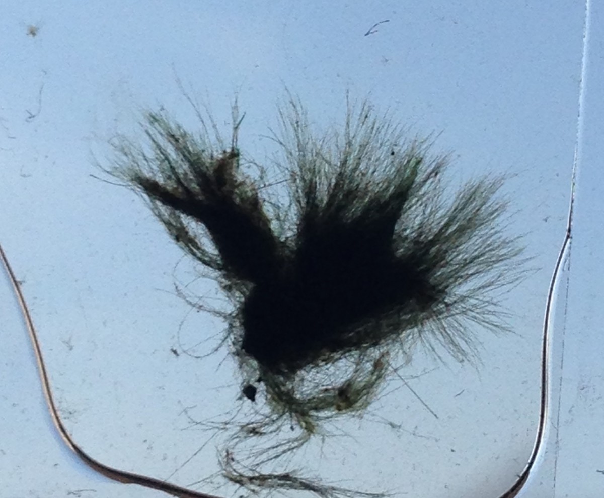 A close up of a Black Brush Algae tuft.