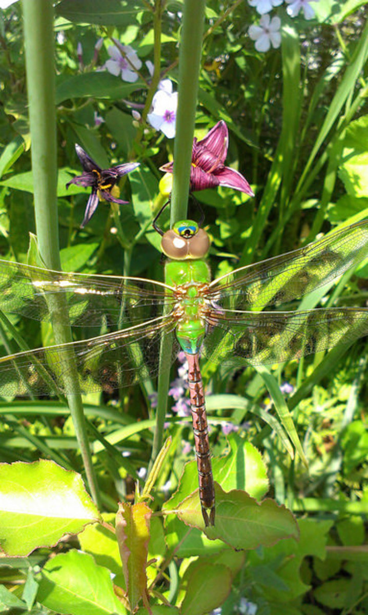 Common Green Darner (Female)