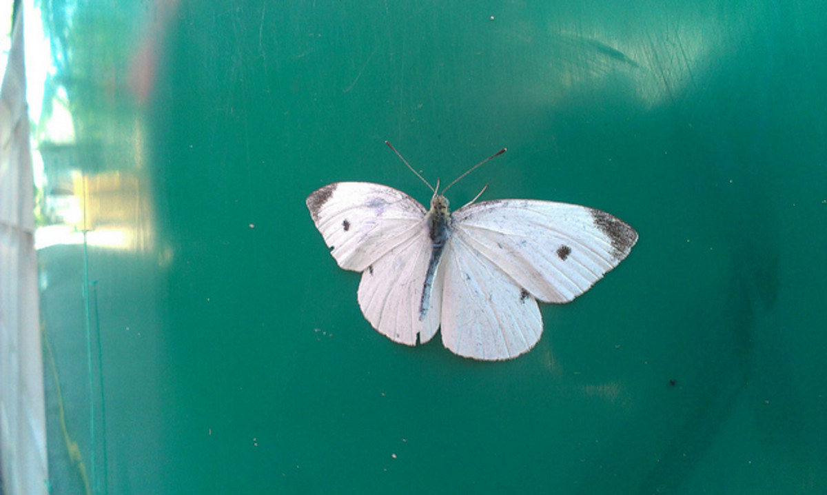 Cabbage White Butterfly