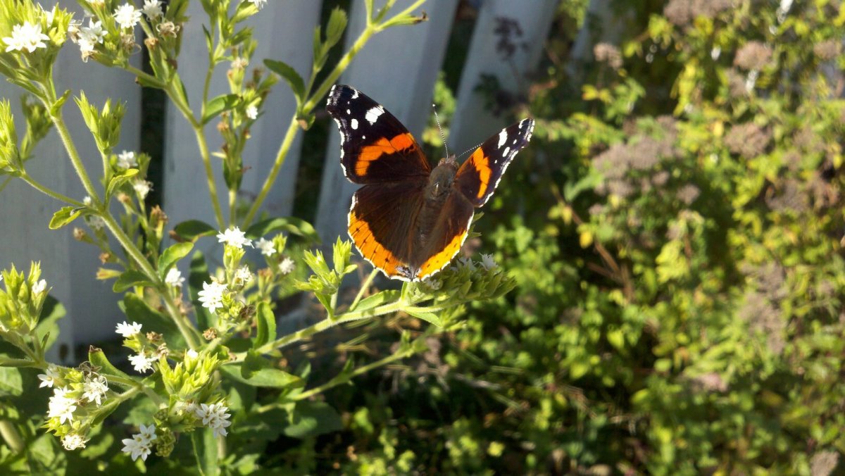 Midwest Flutter Butterfly Kit