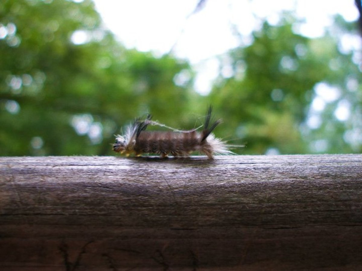 Banded Tussock Caterpillar