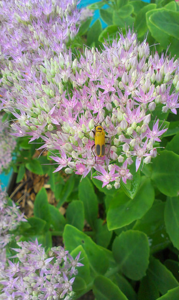 Pennsylvania Leatherwing Beetle gathering pollen from a Sedum flower