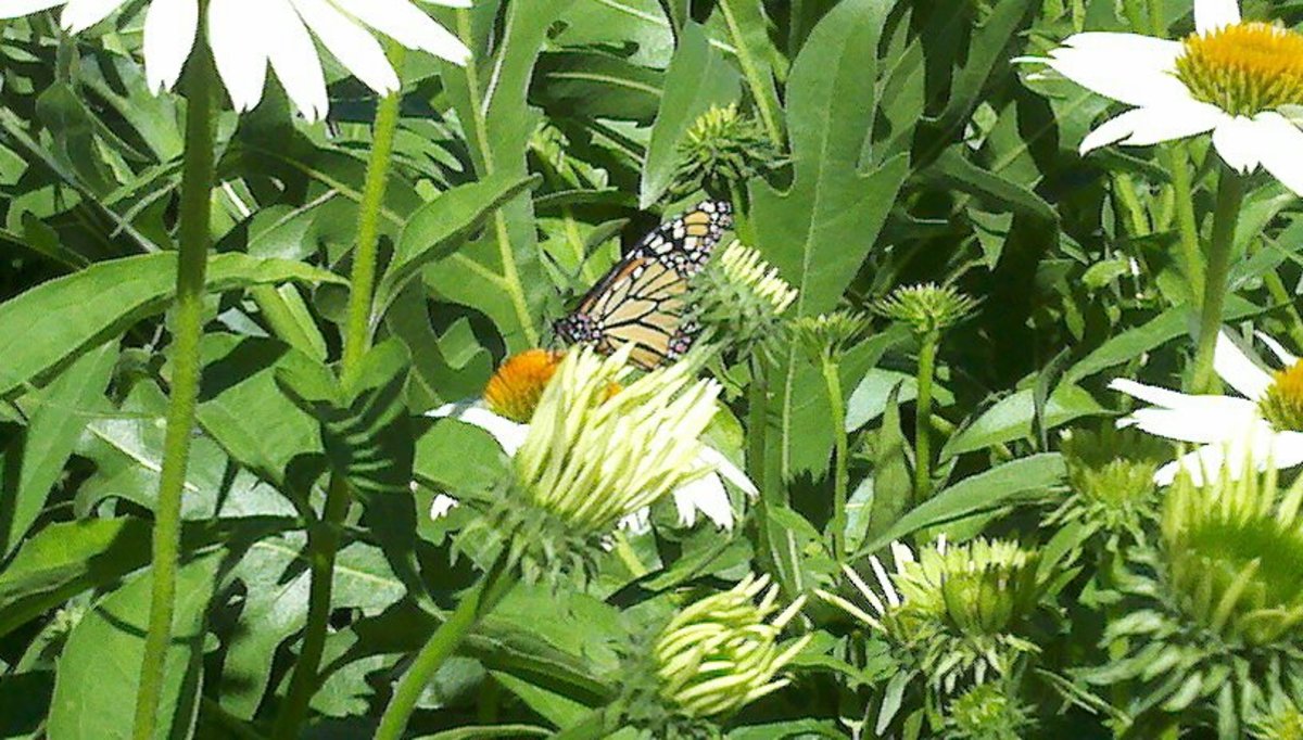 Monarch visiting a White Coneflower