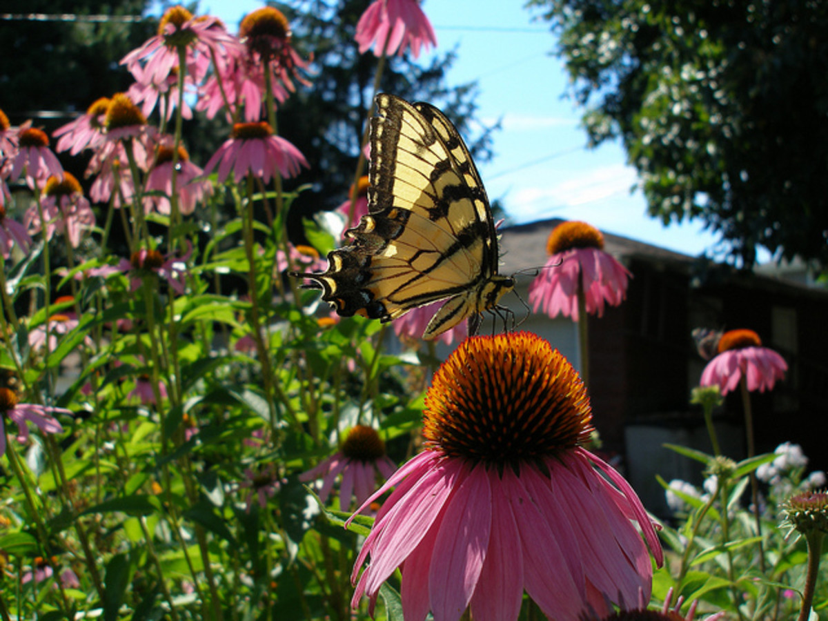 Tiger Swallowtail visiting a Purple Coneflower