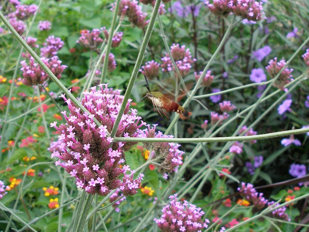 Hummingbird Moth gathering pollen