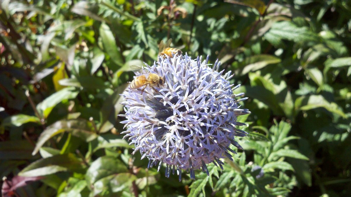 Honey Bees on Globe Thistle