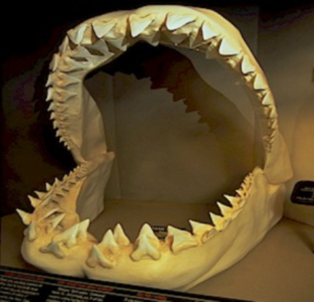 Sharks lose a lot of teeth- and regenerate as many again to replace them. 