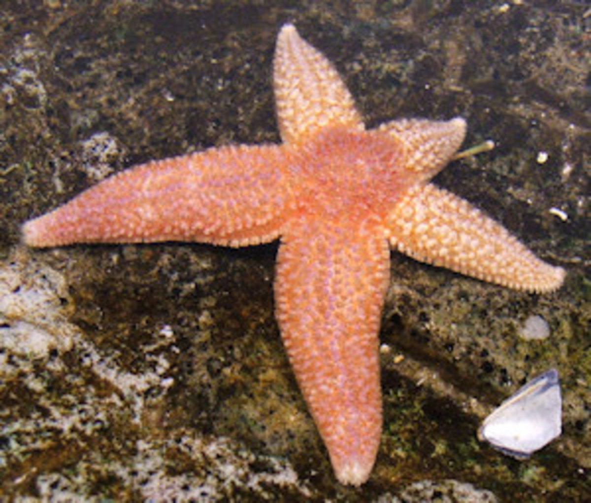 This Sea Star is regenerating three rays. One ray can regenerate a full sea star.